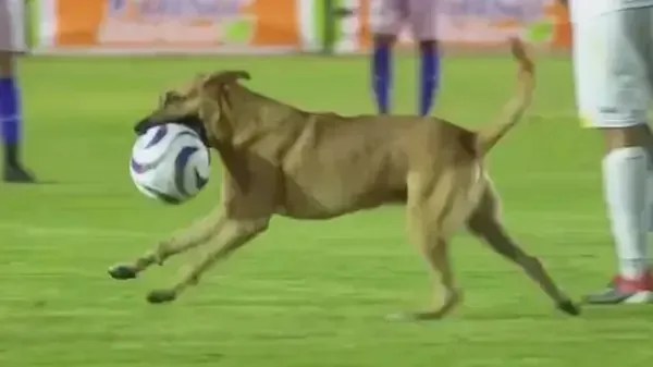 Cachorro invade campo e rouba bola durante jogo de futebol no México