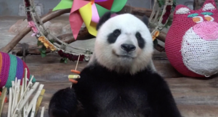 Dupla de pandas devora churrasquinho vegetariano na China; veja vídeo